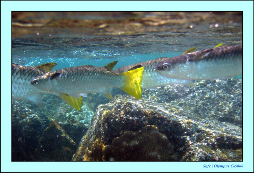 2005 - 08 - Redang  - 110.JPG